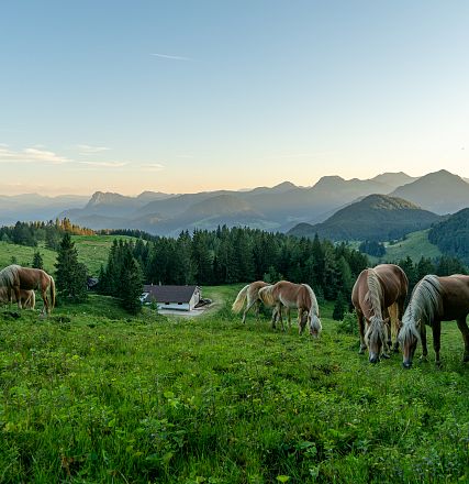 Un gruppo di cavalli pascola su un prato verde tra le Alpi al tramonto. Sullo sfondo, montagne maestose e un cielo blu sfumano insieme. Natura serena.