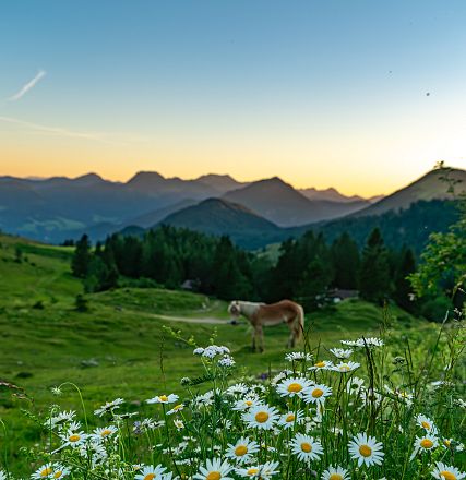 Paesaggio di montagna al tramonto con un prato fiorito in primo piano. Si vede una collina e un cavallo che pascola, contornati da montagne distanti.