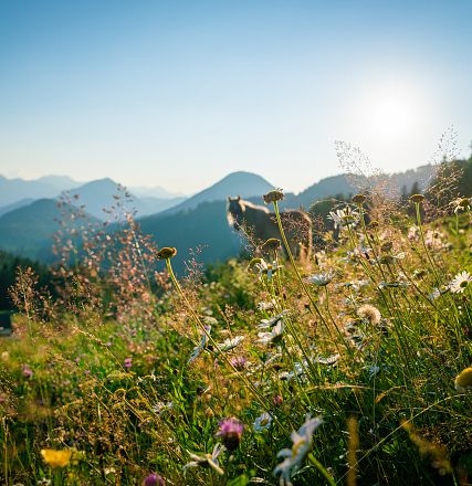 Campo fiorito in primo piano con montagne sullo sfondo e un cielo limpido. La luce del sole illumina i fiori e le colline lontane.