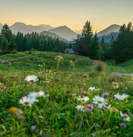 Un prato alpino al tramonto con una varietà di fiori selvatici in primo piano, circondato da colline boscose e montagne lontane sotto un cielo arancione.
