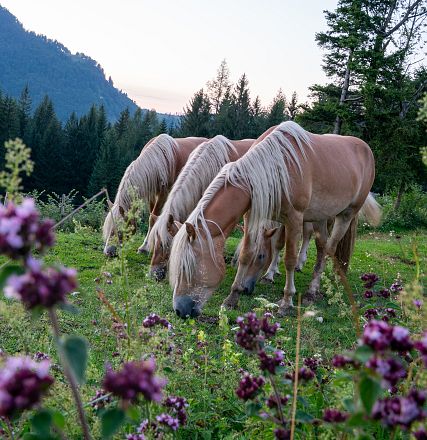 Tre cavalli con lunghe criniere bionde pascolano su un prato verde circondato da fiori viola e alberi, con montagne sullo sfondo.