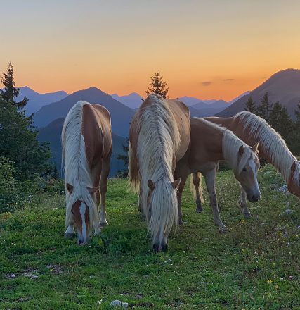 Quattro cavalli biondi pascolano su una collina verde al tramonto, circondati da montagne e alberi, con un cielo dai colori arancioni e rosa.