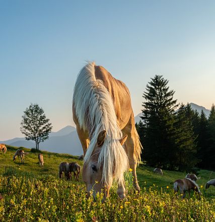 Cavallo biondo mangia erba in un prato verde in montagna, circondato da altri cavalli e alberi sotto un cielo azzurro al tramonto.
