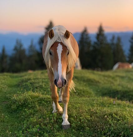 Un cavallo marrone con criniera chiara cammina su un prato verde al tramonto, mentre alberi e montagne si intravedono sullo sfondo.