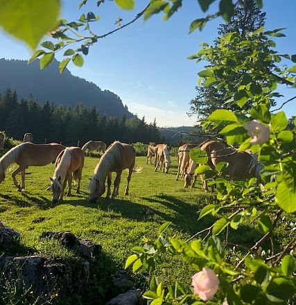 Cavalli che pascolano in un prato verde sotto il sole, circondati da alberi e fiori selvatici; un paesaggio montano sereno e tranquillo.