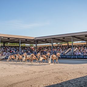 Haflinger Show Fohlenhof Ebbs Haflinger Tirol