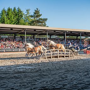 Haflinger Show Fohlenhof Ebbs Haflinger Tirol