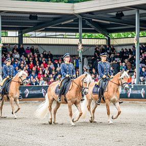 Reiterinnen in blauen Uniformen reiten gepflegte Haflinger-Pferde in einer für Zuseher überdachten Arena vor einem Publikum, das auf Tribünen sitzt. Die Szenerie wirkt festlich und geordnet.