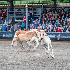 Haflinger Show Fohlenhof Ebbs Haflinger Tirol