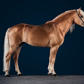 A majestic, light brown horse with a long tail and mane stands elegantly against a dark blue background, showcasing its well-groomed coat.