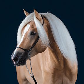 A majestic light brown horse with a white mane and a black bridle stands against a dark blue background, showcasing elegant features and calm demeanor.