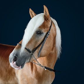 A majestic chestnut horse with a striking white mane and calm expression stands against a dark blue background, wearing a simple bridle.