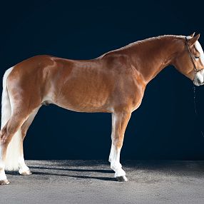 A well-groomed, chestnut-colored horse with a sleek coat stands on a smooth, dark surface against a dark blue background, showcasing its elegant posture.