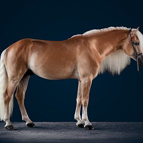 A chestnut horse with a light mane stands on a flat surface against a dark blue background, showcasing its well-groomed coat and strong build.