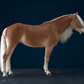 A Haflinger horse stands against a dark background, showcasing its golden coat and thick white mane. Its profile is calm and majestic, highlighting its strong build.