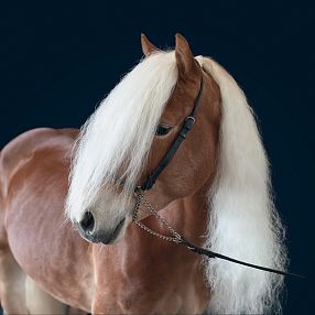 A chestnut horse with a long, flowing white mane stands against a dark blue background, wearing a black bridle.