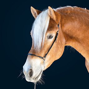 Haflinger Stallion Sinclair Haflinger Tyrol Austria