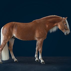 A well-groomed brown horse with a light mane and tail stands gracefully against a dark background, showcasing its sleek coat and strong build.