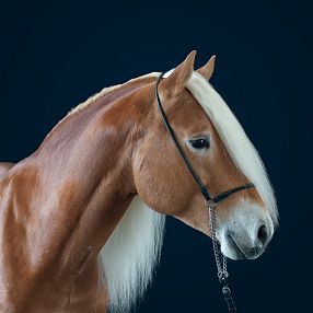 A majestic chestnut horse with a long, flowing white mane and a sleek, shiny coat stands against a dark background, wearing a simple bridle.