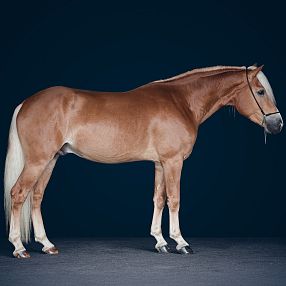 A sleek, light brown horse with a white mane and tail stands against a dark background. The horse is facing right, showcasing its elegant posture and build.