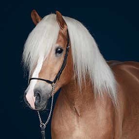 A chestnut horse with a striking white mane stands against a dark blue background. Its sleek coat and shiny bridle add elegance to its muscular build.