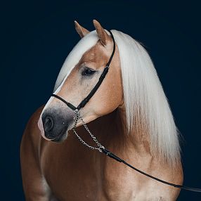 A beautiful chestnut horse with a sleek white mane and a dark halter, posed elegantly against a dark blue background.