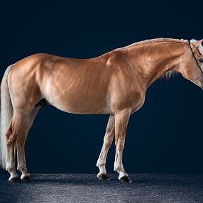 Un cavallo marrone chiaro con criniera bianca su uno sfondo blu scuro. L'animale è in piedi, con una postura elegante, e indossa un semplice finimento.
