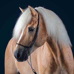 Un cavallo con criniera bianca e manto marrone chiaro, indossa un sottile capo nero. Sfondo blu scuro mette in risalto le sue eleganti caratteristiche.