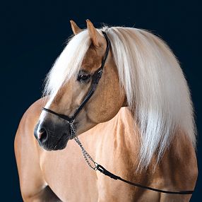 Un cavallo dal manto dorato e lunga criniera bianca, in un ritratto su sfondo scuro. Indossa una sottile briglia nera, esprimendo eleganza e grazia.