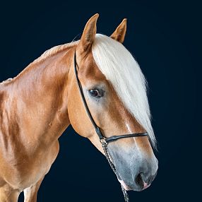 Haflinger Stallone Belmondo-Stallone tirolese