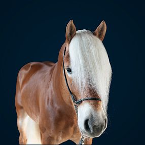 Un cavallo marrone chiaro con una lunga criniera bianca che copre l'occhio destro, su uno sfondo blu scuro. Il cavallo indossa una briglia nera.
