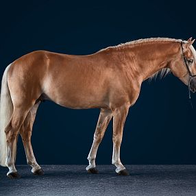 Un cavallo marrone chiaro in piedi su uno sfondo blu scuro, mostrato di profilo. Ha una criniera chiara e una coda lunga. Il pavimento è grigio scuro.