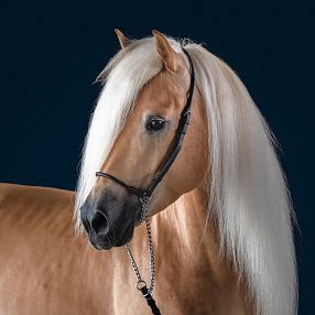 Un cavallo biondo dal pelo lungo e liscio, con un elegante finimento nero, posato contro uno sfondo scuro. Il suo aspetto è maestoso e nobile.
