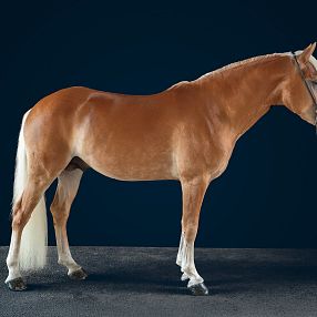 Un cavallo marrone chiaro con criniera e coda bianche in posa su uno sfondo blu scuro. Il cavallo ha un portamento elegante e muscoli ben definiti.