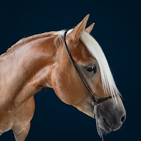 Un cavallo marrone chiaro con una criniera bianca e lucente, visto di profilo su uno sfondo blu scuro. Indossa una briglia semplice di cuoio nero.