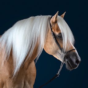 Cavallo dal mantello chiaro con criniera lunga e bianca, ritratto su sfondo blu scuro. Indossa una testiera sottile e guarda verso sinistra.