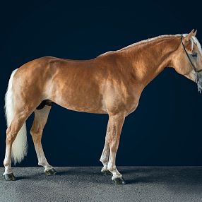 Un cavallo dal manto marrone chiaro, con criniera e coda bianche, in piedi su una superficie liscia contro uno sfondo blu scuro.