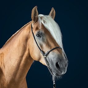 Primo piano di un cavallo con criniera bianca su sfondo blu, indossa una briglia nera. Gli occhi grandi e l'espressione dolce spiccano.