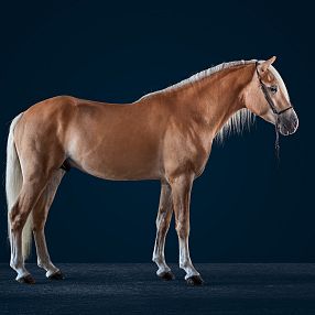 Un cavallo marrone chiaro in piedi su uno sfondo blu scuro, con criniera chiara e coda che sfiora il terreno.