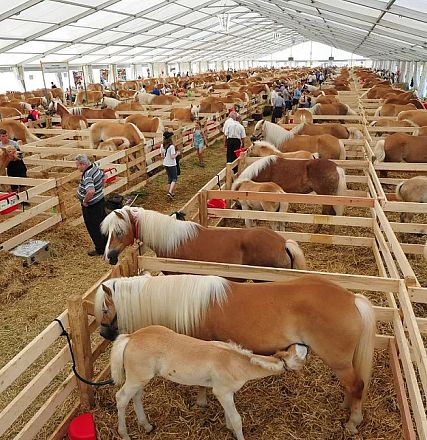 Pferdezelt © Christian Kapfinger