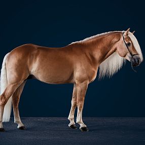 A sleek brown horse with a flowing white mane and tail stands against a dark blue background, showcasing its strong build and elegant posture.