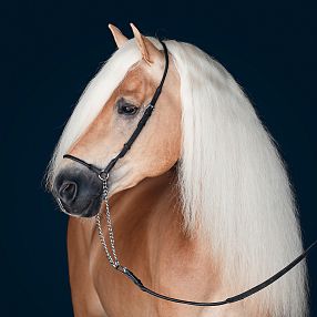 A majestic Haflinger horse with a long, flowing white mane stands against a dark background, showcasing its elegant profile and gentle demeanor.