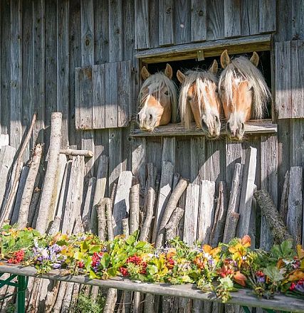 Drei Pferde schauen neugierig aus einem kleinen Fenster in einer Holzwand, darunter ein Tisch mit bunten Herbstblättern und Zweigen dekoriert.