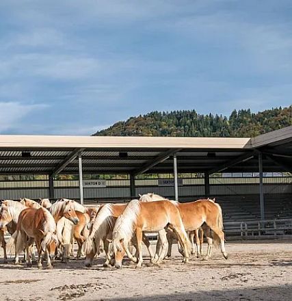 Eine Gruppe von Haflinger-Pferden steht auf einem offenen Sandplatz neben einer überdachten Tribüne. Die Tiere haben sandfarbene Mähnen, dahinter Berge.