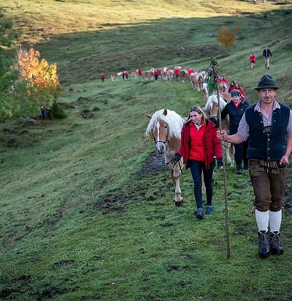 Eine Gruppe von Menschen in traditioneller Kleidung führt Kühe auf einem grasbewachsenen Hügel hinunter. Bäume und Herbstlaub sind im Hintergrund zu sehen.