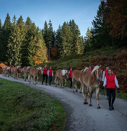 Eine Gruppe von Menschen führt eine lange Reihe von Kühen eine kurvige Straße entlang, umgeben von einem dichten Nadelwald und herbstlicher Vegetation.