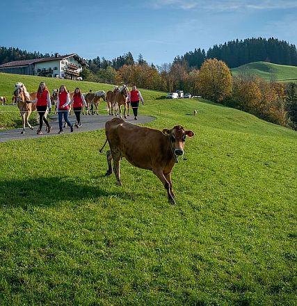 Kühe und Menschen in traditioneller Kleidung wandern entlang einer grünen Wiese in einer malerischen Berglandschaft mit Häusern und Wald im Hintergrund.