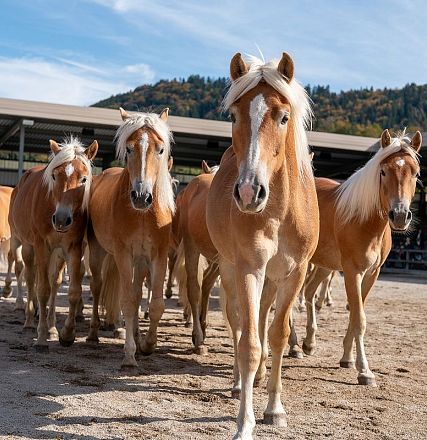 Eine Gruppe von Haflinger-Pferden steht auf einem sandigen Platz vor Stallgebäuden. Im Hintergrund sind bewaldete Berge unter einem blauen Himmel zu sehen.