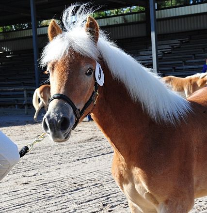 Un cavallo biondo dal mantello lucido e criniera chiara sta al centro di un'arena con delle persone sedute in tribuna sullo sfondo.