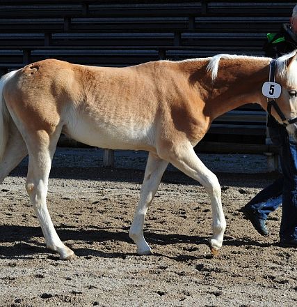Un cavallo marrone chiaro con una criniera bionda viene condotto da un uomo. Indossa un'etichetta con il numero 5 su un recinto esterno. L'uomo è vestito casual.